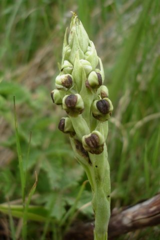 Pterygodium dracomontanum short flower spike